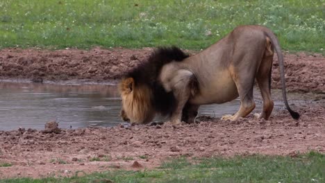 Männlicher-Afrikanischer-Löwe-Kauert-Am-Wasserloch,-Um-Etwas-Wasser-Zu-Trinken