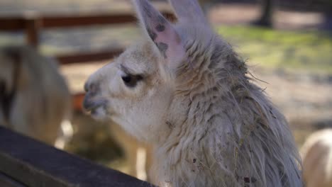 Portrait-of-lama,-focus-on-foreground