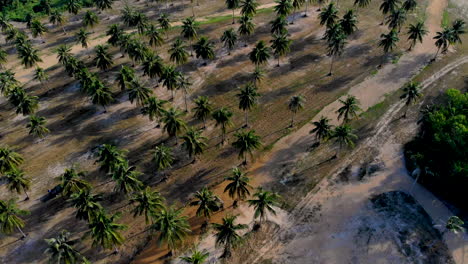 Luftflug-über-Einer-Palmenplantage-In-Thailand