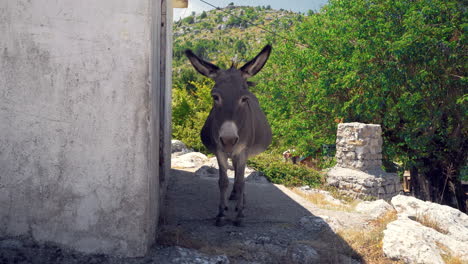 Static-close-up-frontal-shot-of-a-cute-grey-donkey-standing-lazily-in-the-shade-of-a-stone-shed-in-the-mountains-of-Montenegro-on-a-sleepy-summer-day