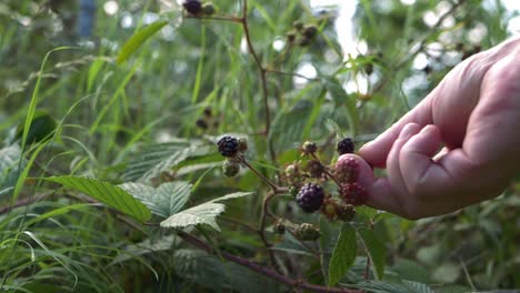 Hand-picking-blackberries-from-bush-medium-shot