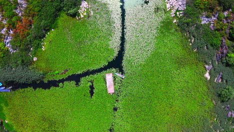A-small-motorboat-anchoring-in-a-swampy-lagoon-covered-with-green-algae,-surrounded-by-rocky-outcrops-and-islands-covered-with-rocks-and-foliage-in-the-middle-of-lake-Skadar,Montenegro,overhead-shot