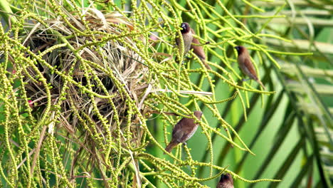 The-scaly-breasted-Munia-or-spotted-Munia-Lonchura-Punctulata,-also-known-as-nutmeg-mannikin-or-spice-finch,-a-sparrow-sized-estrildid-finch-building-dome-shaped-nests-in-the-coconut-tree