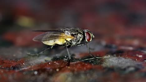 Housefly-washing-its-rear-legs-on-a-dirty-kitchen-counter