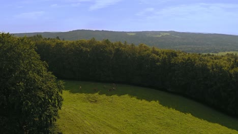 Aerial-crane-shot-flying-up-at-a-green-meadow-with-a-wide-forest-aera-and-blue-sky-at-summer