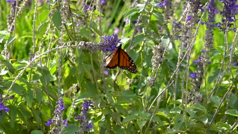 A-single-monarch-butterfly-opens-its-wings-twice,-shot-in-slow-motion