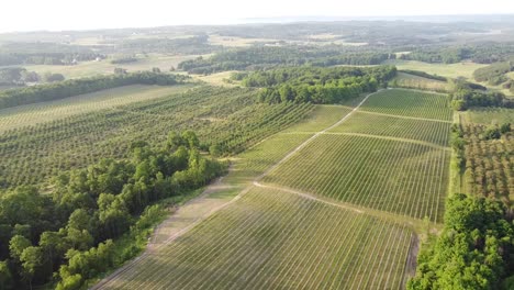 Verdant-Vineyard-And-Cherry-Orchard-In-Leelanau-County,-Traverse-City,-Michigan---aerial