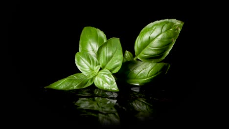 Slow-motion-shot-of-falling-down-basil-herbs-on-black-surface-with-water