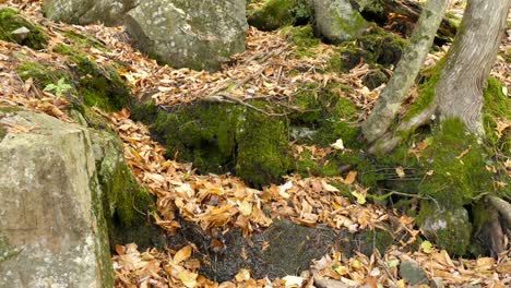 Tiny-miniature-stream-of-water-in-the-nature-makes-its-way-tru-fallen-fall-leaves