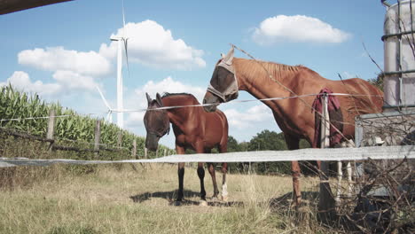 Two-horses-with-a-protective-cap-against-flies-in-a-paddock-next-to-a-cornfield-with-green-energy-windmills-in-the-background