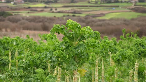 Grünkohlpflanzen-Auf-Gemüseplantage-Mit-Landschaft-Im-Hintergrund