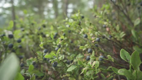 Wild-ripe-blueberries-growing-on-forest-bush,-slider-pull-away-reveal