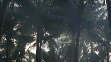 Smoke-in-tropical-jungle-with-coconut-trees,-static-shot