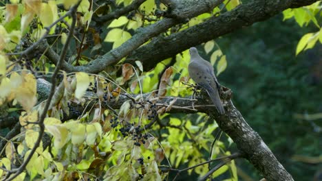 Trauertaubenvogel-In-Kanada-An-Einem-Bewölkten-Herbsttag-Mit-Leichtem-Wind