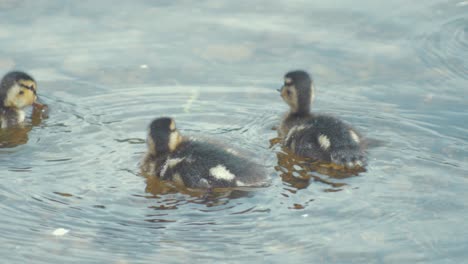 Adorable-week-old-ducklings-bobbing-alone-in-river
