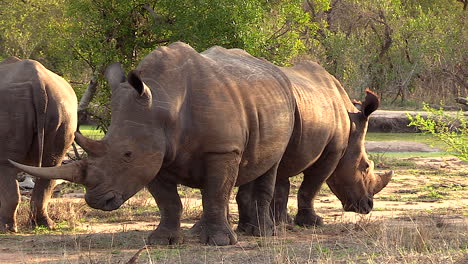 Los-Rinocerontes-Blancos-Se-Paran-Espalda-Con-Espalda-Bajo-El-Cálido-Sol-Africano