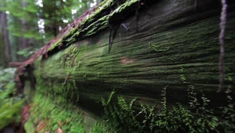 Close-Up-Of-Moss-On-Fallen-Redwood-Tree-Trunk