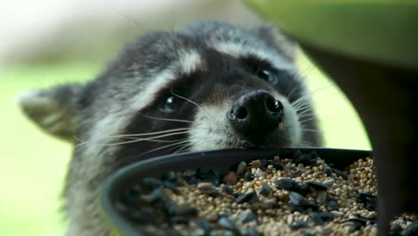 A-cute-Racoon-feasting-on-bird-seed-close-up