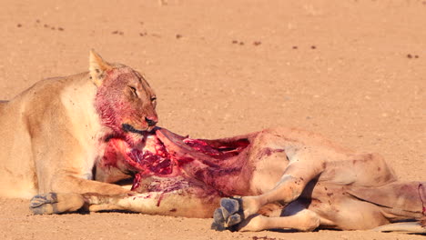 Graphic:-Bloody-African-Lion-chews-on-recently-killed-Eland,-close-up
