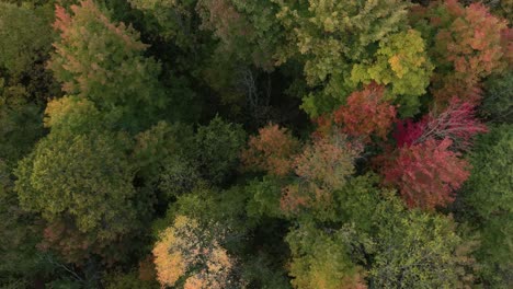 Drone-Volando-Sobre-Un-Bonito-Bosque-Con-Algunos-Colores-De-La-Temporada-De-Otoño