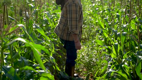 Portrait-of-farmer-carrying-a-box-of-organic-vegetables-look-at-camera-at-sunlight-agriculture-farm-field-harvest-garden-nutrition-organic-fresh-portrait-outdoor-slow-motion