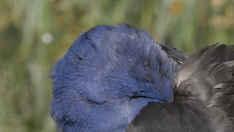 Colorful-Pukeko-Bird-Cleaning-Itself,-Close-Up