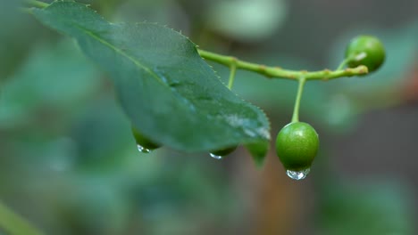 Closeup-shot-of-water-droplets-on-wild-fruit