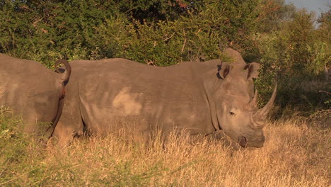 Southern-white-rhino-defecates-as-others-stand-beside,-golden-hour