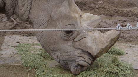Rinoceronte-Blanco-Pastando-Con-Seguridad-En-Cautiverio-A-Cámara-Lenta