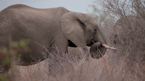 Afrikanische-Elefanten-Laufen-Durch-Den-Busch