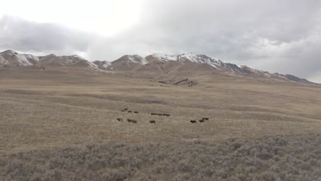 bison-herd-goes-through-mountain-valley-as-aerial-flight-reverses