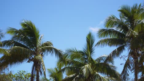 Coconut-Trees-Dancing-In-The-Wind-With-A-Clear-Blue-Sky-On-The-Background,-wide-shot