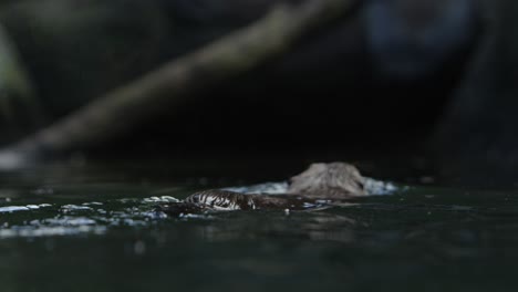 Otter-Schwimmt-Auf-Wasserhöhe-Davon