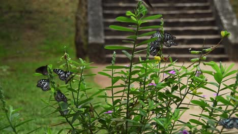 Black-and-white-butterfly-flying-around-a-green-bush-with-flowers