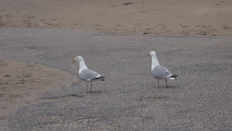 Close-up-shot-of-two-wild-seagulls-looking-for-food-at-sandy-path