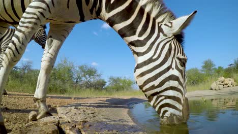 A-static-low-angle-view-of-two-Zebra's-at-the-watering-hole-for-a-drink,-as-one-Zebra-splashes-water-at-the-camera