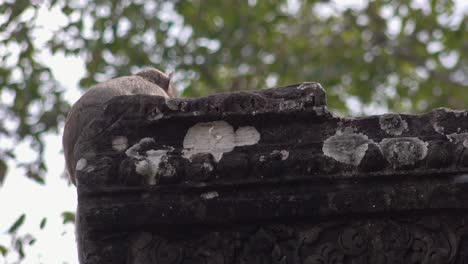 Close-Shot-of-a-Monkey-on-an-Ancient-Stone-Pillar-at-Angkor-Wat