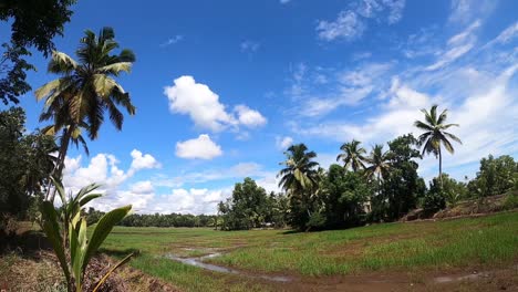 Campo-De-Arroz-De-Lapso-De-Tiempo,-Kerala