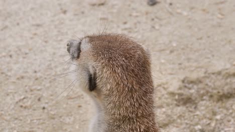 Close-up-shot-of-beautiful-meerkat-checking-the-area-outdoor-in-nature,static