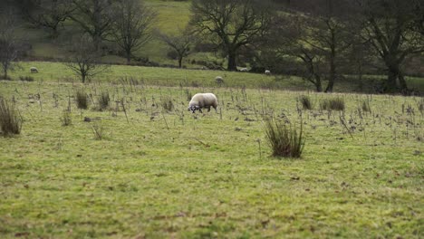Schafe-Auf-Einem-Feld-In-Der-Englischen-Landschaft-In-Lancashire