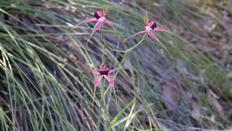 Three-Pink-Spider-Orchids-growing-in-the-wild,-Australian-wildflowers