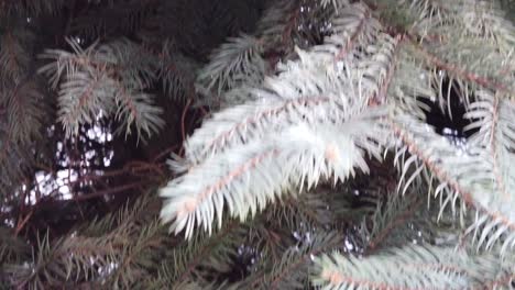 Pine-tree-branches-close-up-slow-motion