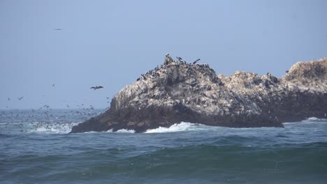Kleine-Insel-In-Küstennähe-Voller-Wilder,-Fliegender-Und-Nistender-Küstenvögel