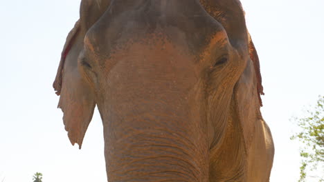 Atemberaubendes-Porträt-Eines-Wunderschönen-Asiatischen-Elefanten