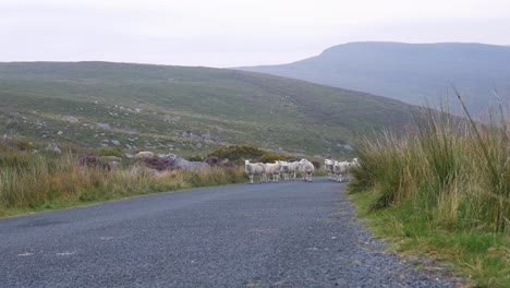 Ovejas-Testarudas-Bloquean-El-Camino-A-Las-Montañas-De-Wicklow-En-Irlanda