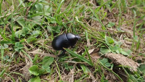 Little-black-bug-with-smooth-skin-walking-in-green-grass-during-daytime
