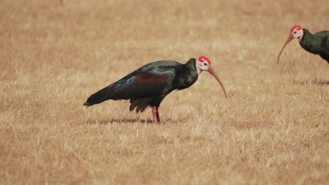 bald-ibis-digging-for-food-in-the-dry-terrain