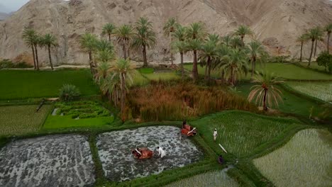 Farmers-work-on-rice-paddy-fields-with-bulls-by-the-mountains-under-the-palm-tree-shadow
