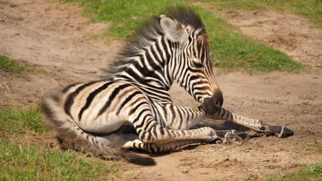 Tired-baby-zebra-loses-balance-while-falling-asleep-on-the-African-savannah,-South-Africa