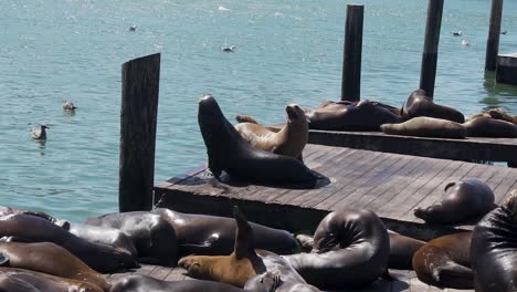 Flock-of-Seals-Enjoying-on-Sunny-Day-Laying-on-Pier-of-San-Francisco-Harbor,-USA-California,-Slow-Motion